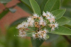 Syzygium caryophyllatum
